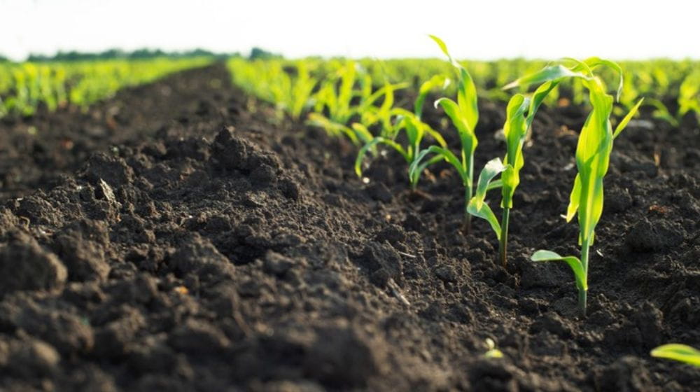 Young corn planted in a field
