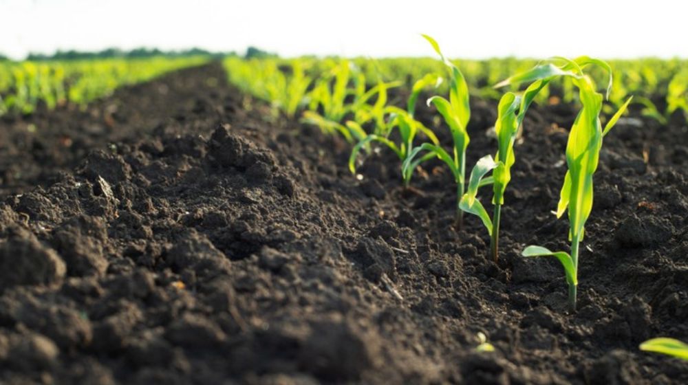 Young corn planted in a field