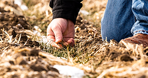 hand in soil