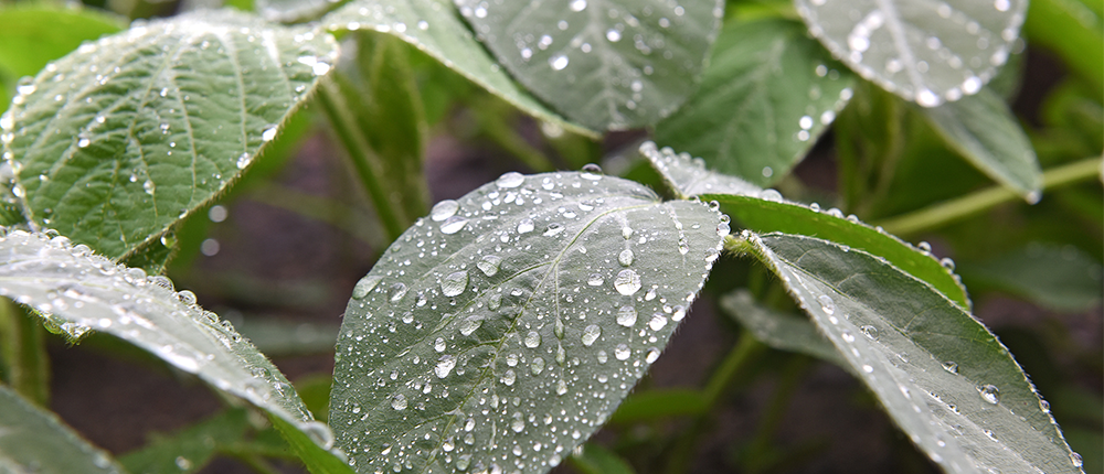 Water droplets on mature leaves of soybean plant