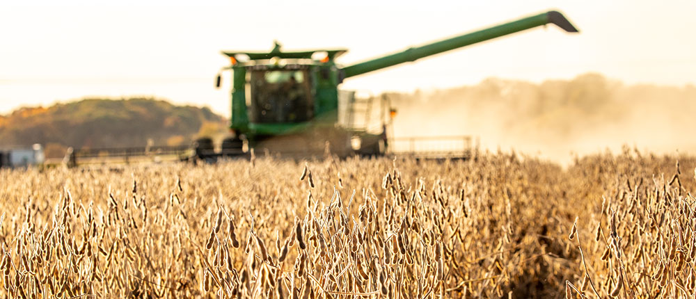 Harvesting wheat