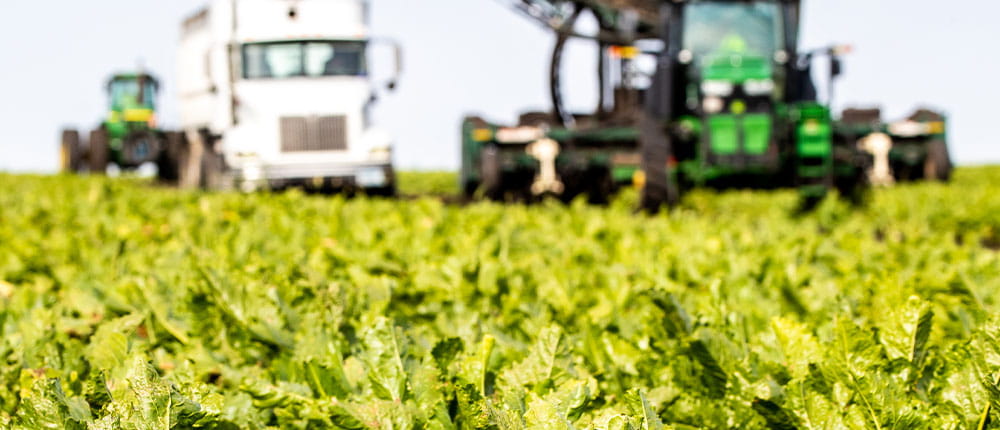 Tractor pulling harvester in sugarbeet field with sugarbeets being dumped into a semi