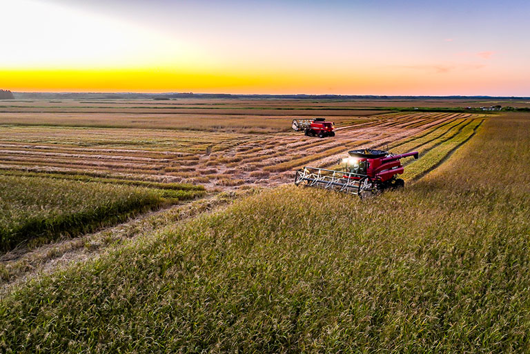 The Godward family harvests wild rice last fall in northern Minnesota.
