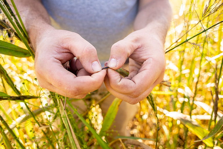 Nick Godward inspects the cultivated wild rice at harvest time.