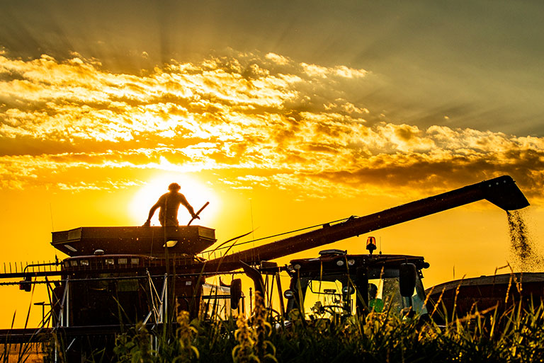 The sun sets on the wild rice range as Nick Godward empties the combine into another load for their local processor. Rice is typically harvested at 30% to 40% moisture.