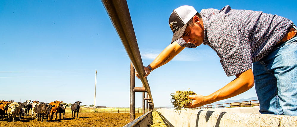 Man looking at hay in his hand, with cows in the background