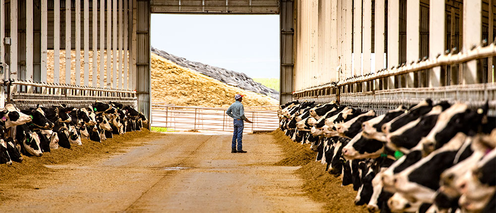 Cows eating in freestall barn
