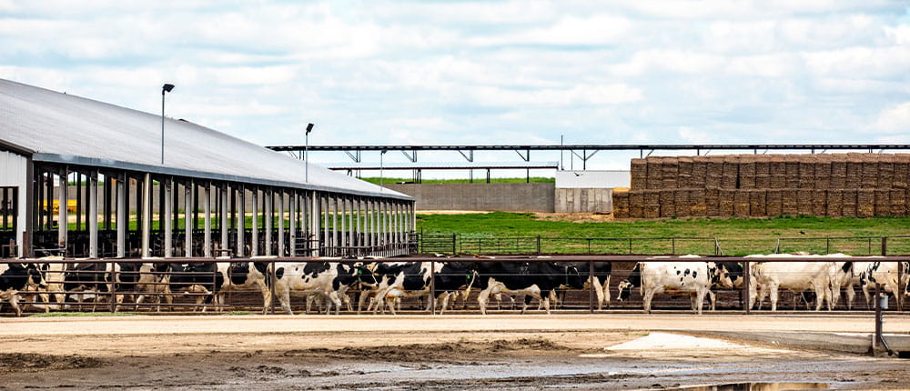 Dairy cows walking inside a pen on a cloudy day on a farm