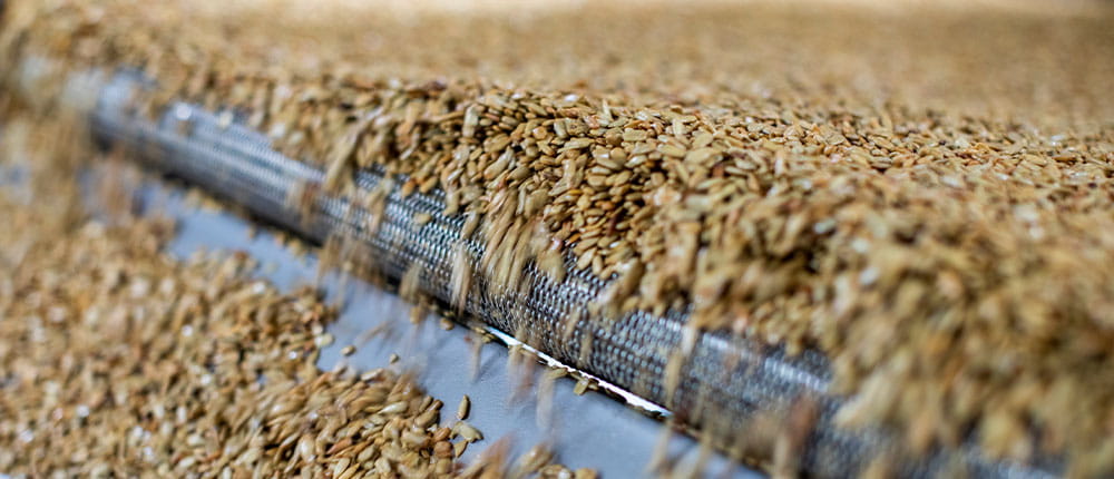Sunflower kernels on a belt