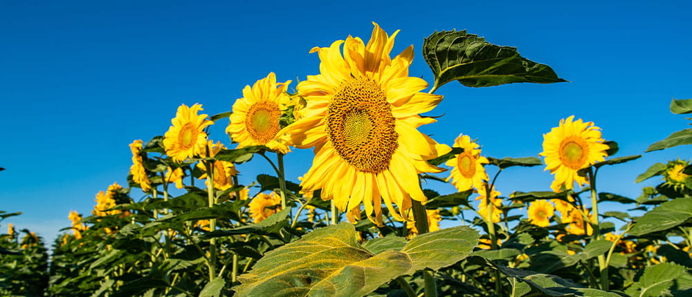 Sunflowers in a field