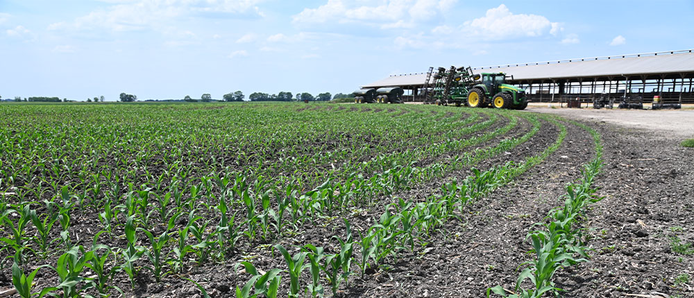 Corn field by cattle barn