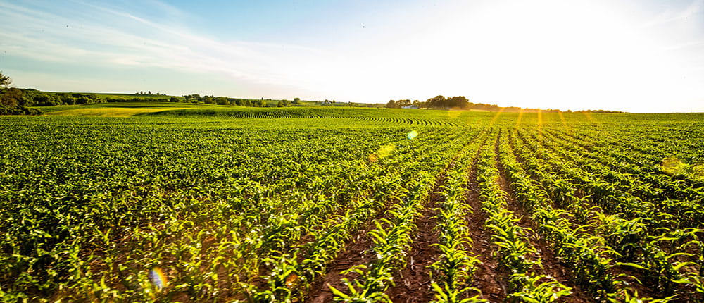 Corn field on sunny day