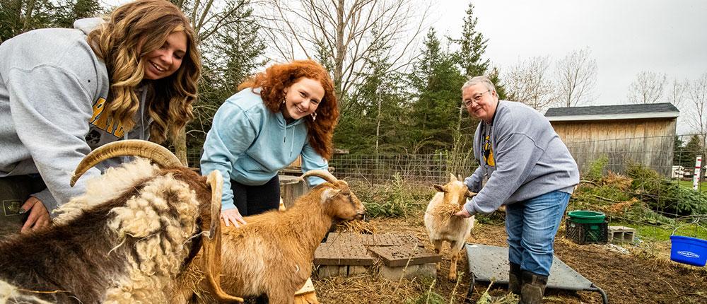 Two high school students and a teacher feed Christmas trees to three goats in a fenced-off outdoor pen