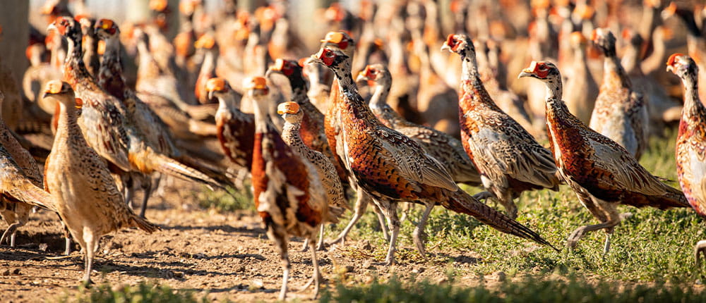 Dozens of pheasants in a pen