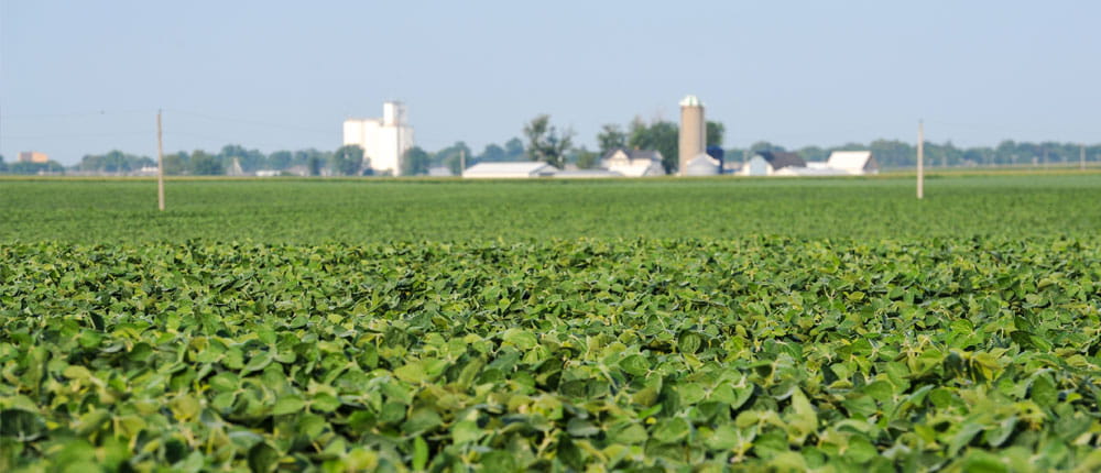 Field of green soybeans.