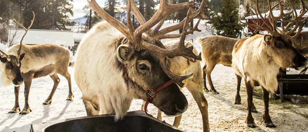 A group of reindeer.