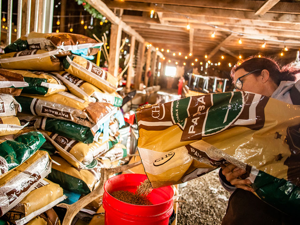Amy Bossen pouring Payback food for the reindeer
