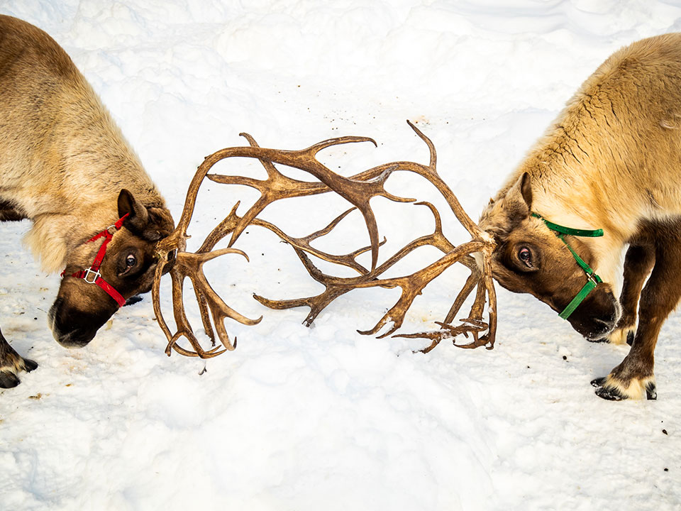 Two reindeer tussle at Leavenworth Reindeer Farm