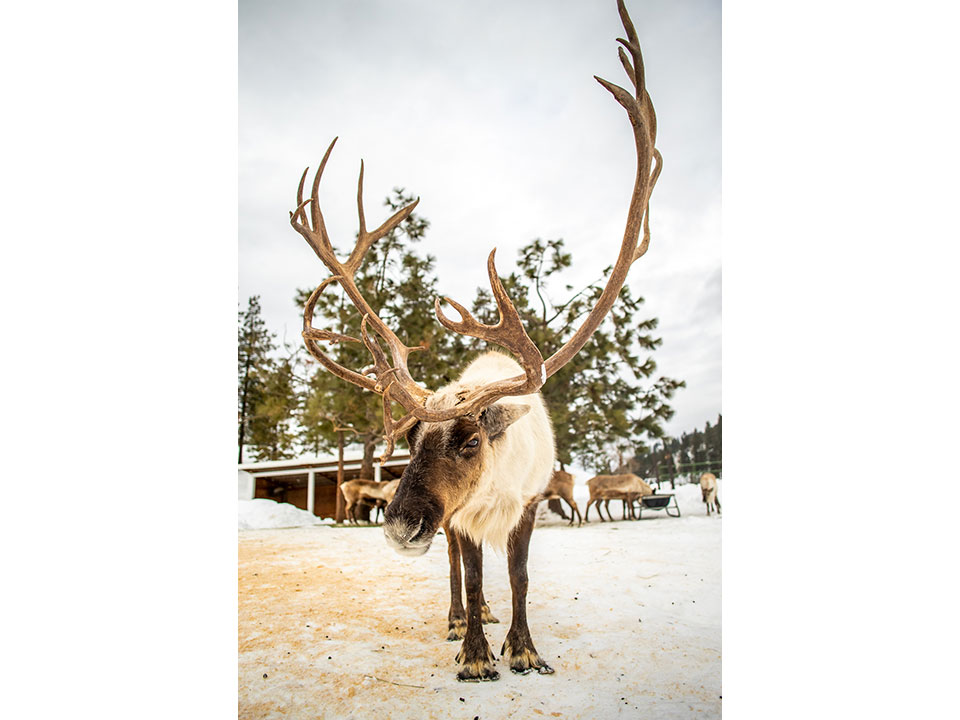 A reindeer appearing to pose for the camera