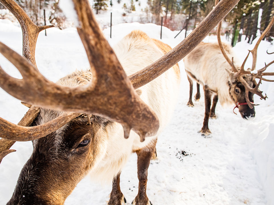 Two reindeer at Leavenworth Reindeer Farm