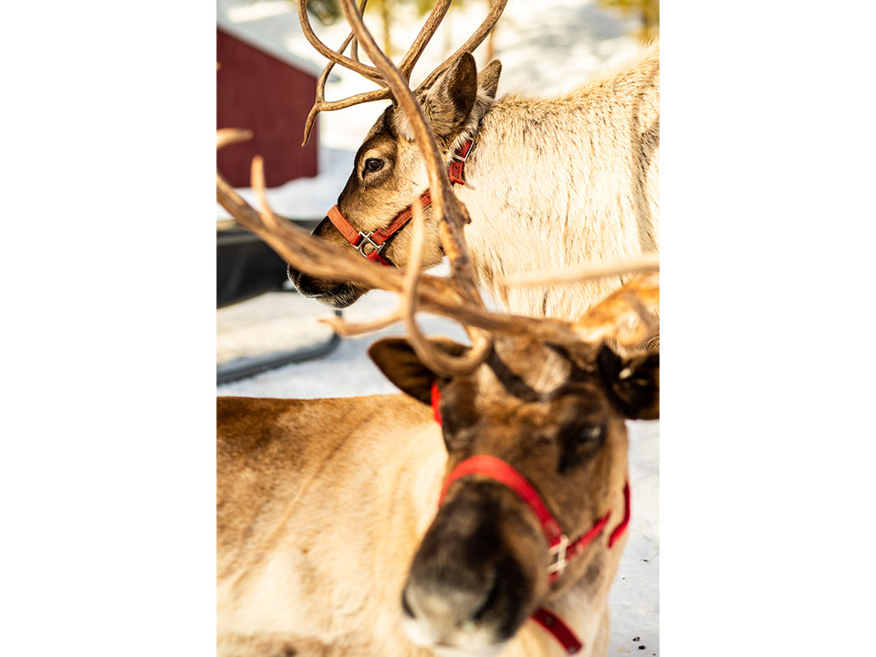 Two reindeer at Leavenworth Reindeer Farm