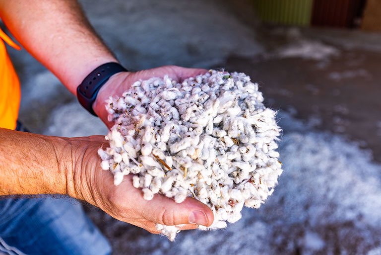 Cotton comes to the gin with burs, sticks and other field debris.