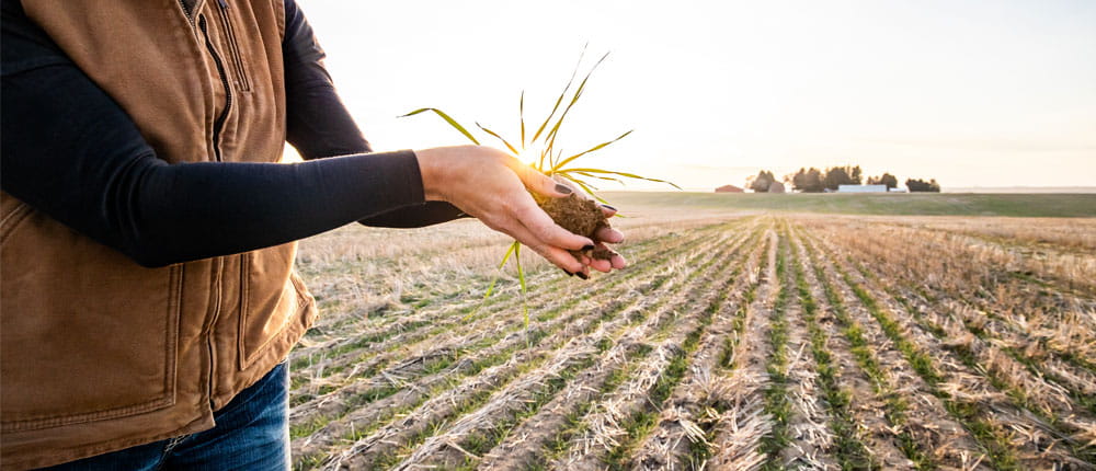 Woman in field holding wheat plant.