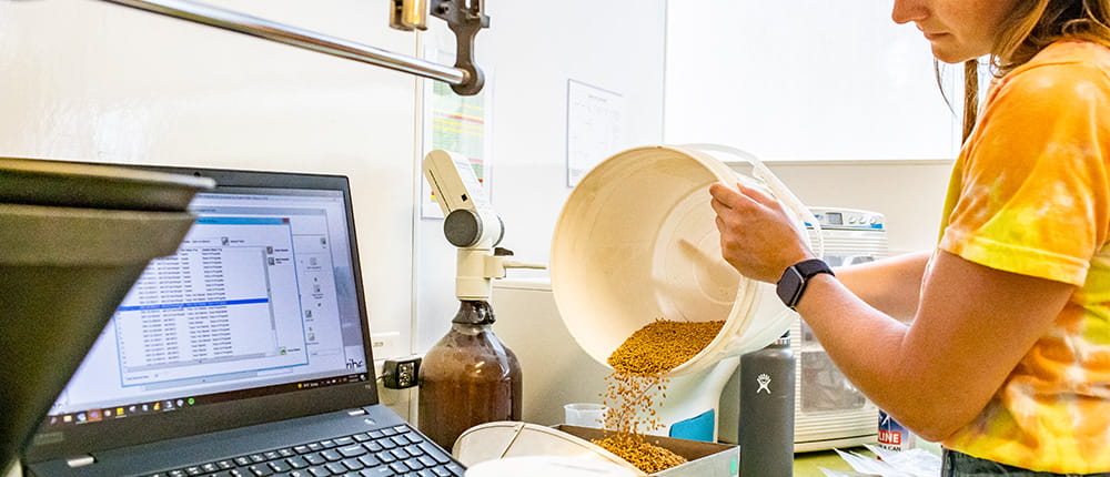 Woman in a lab pouring a bucket of sample grain to weigh it