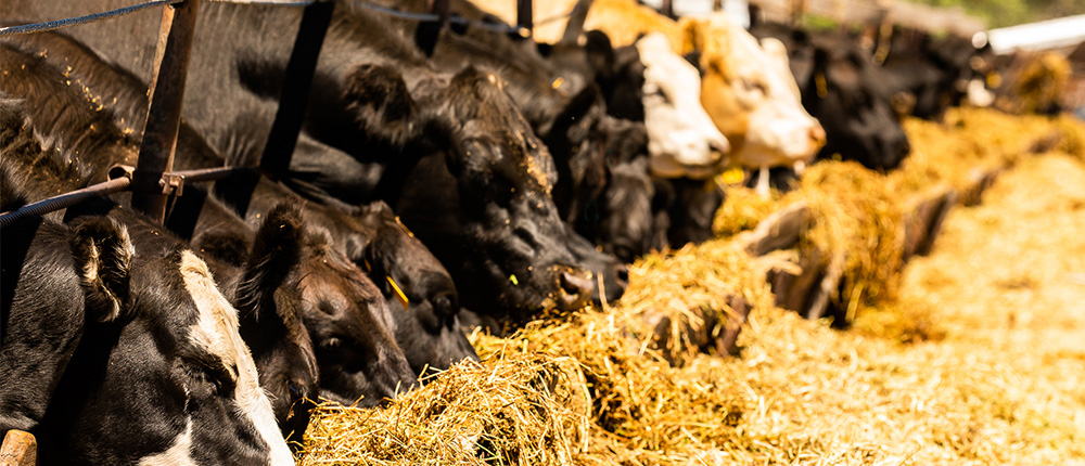 beef cattle feeding on hay or straw