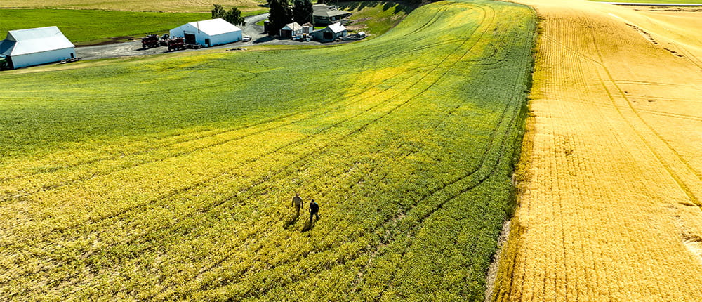 Two farmers walking in a field of developing grains and pulses