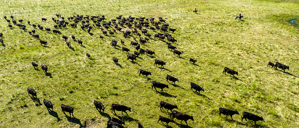 grass fed beef grazing on sustainable pasture land
