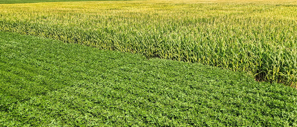 Adjoining fields of corn and soybeans