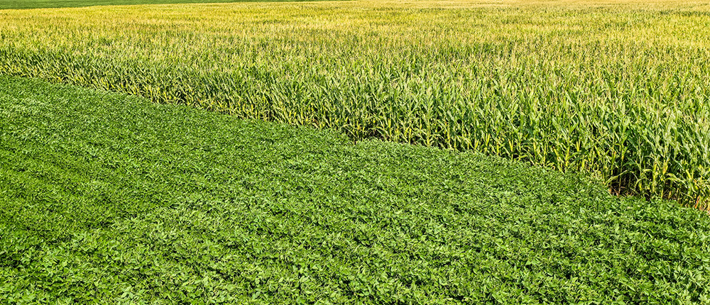Adjoining fields of corn and soybeans