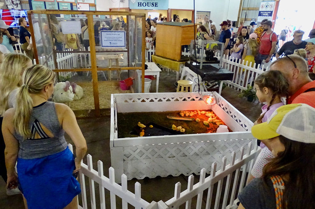 CHS Miracle of Birth  chicks and roosters