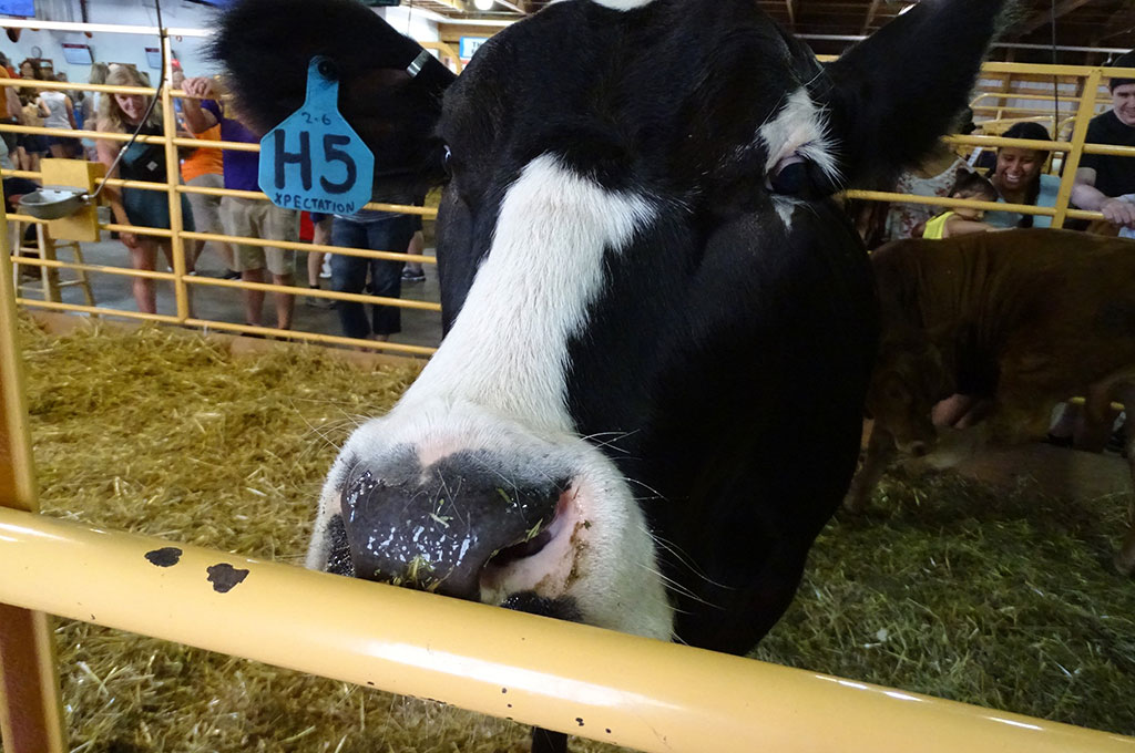 CHS Miracle of Birth cow