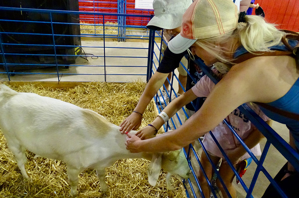Goat getting pets at the CHS Miracle of Birth barn