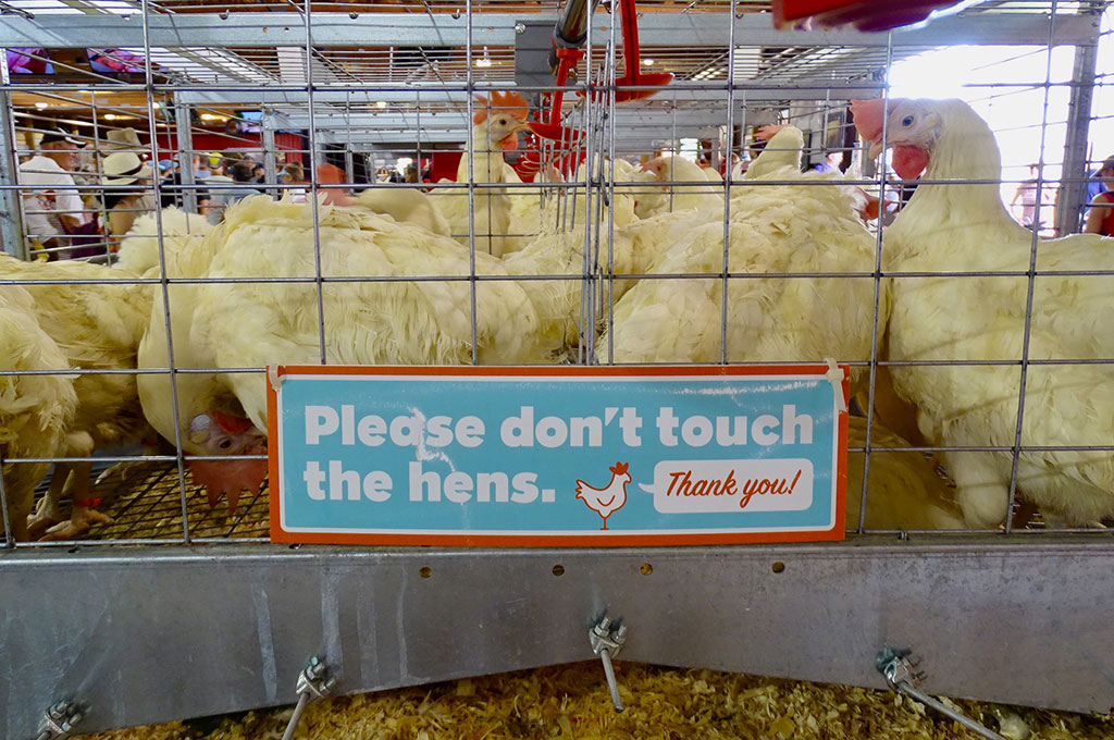 Hens at the CHS Miracle of Birth barn