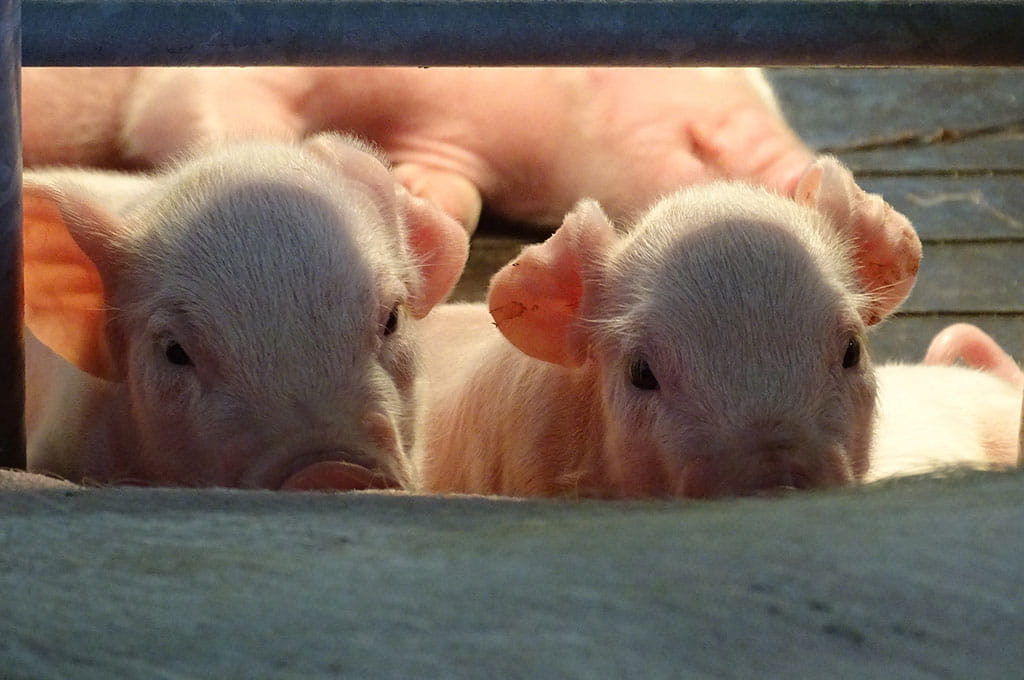 Piglets at the CHS Miracle of Birth barn