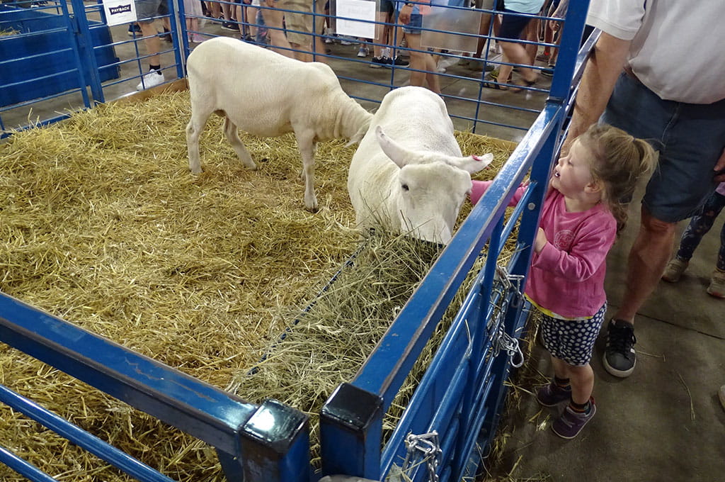 Sheep at the CHS Miracle of Birth barn