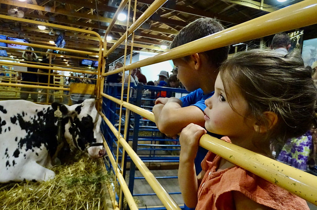 Girl watching a cow at the CHS Miracle of Birth barn