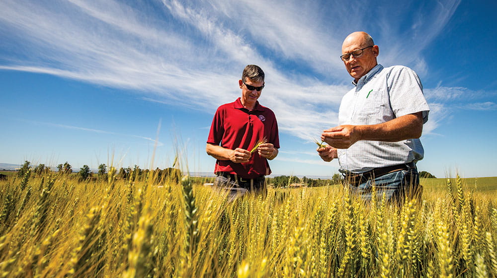  Two men in wheat field