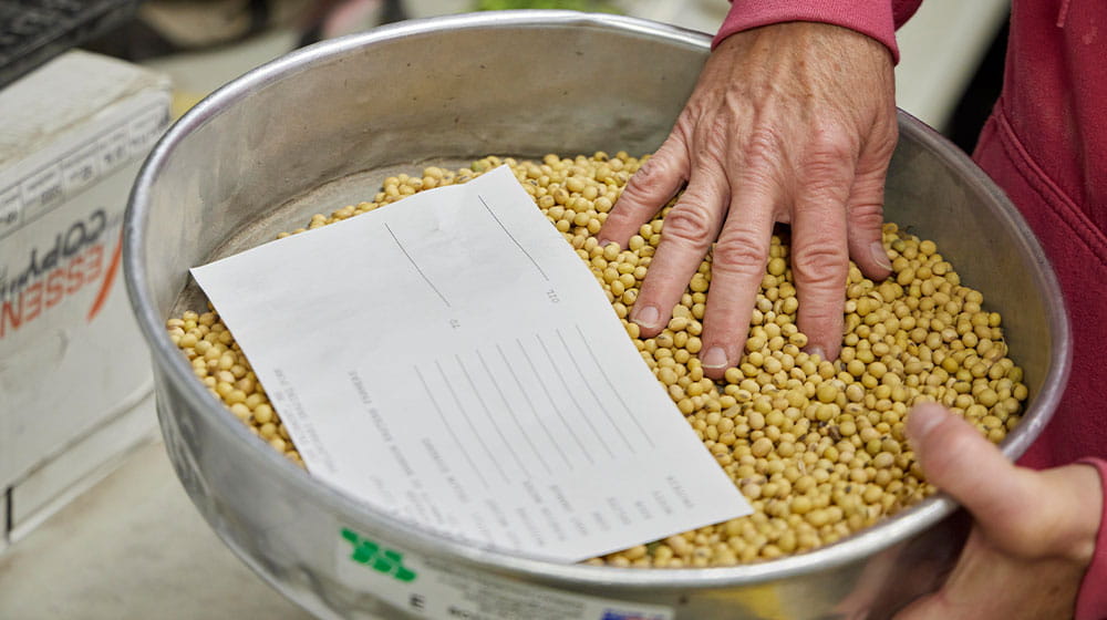 Person's hands checking soybeans in a metal dish