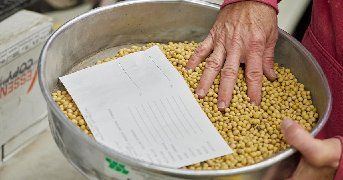 Person's hands checking soybeans in a metal dish