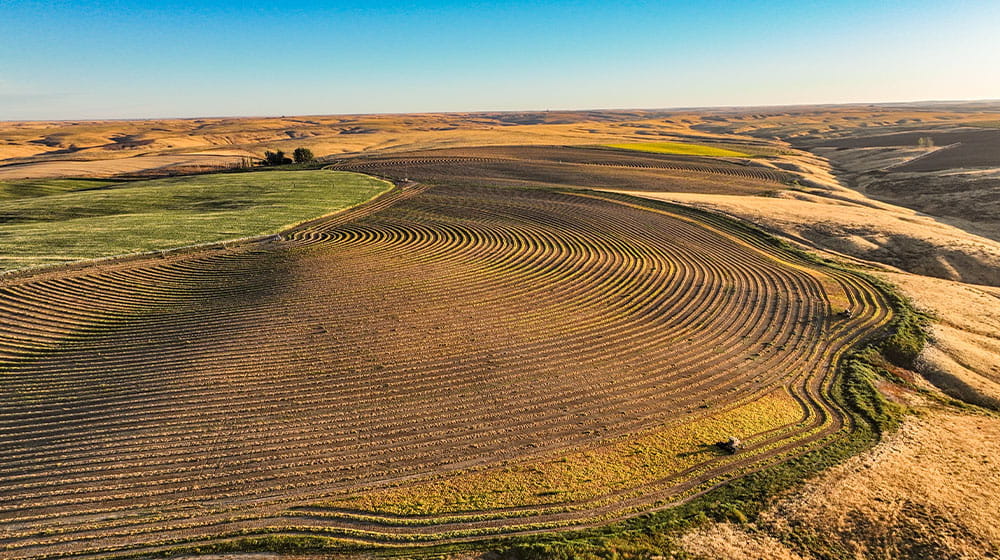Tractor cutting windrows in cranberry field