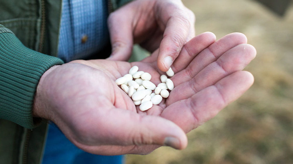 Hand holding dry beans