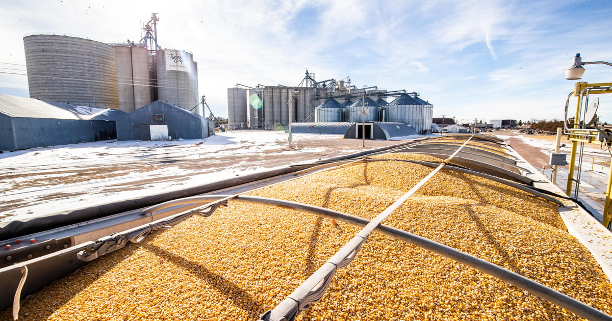 Harvested corn in a railcar