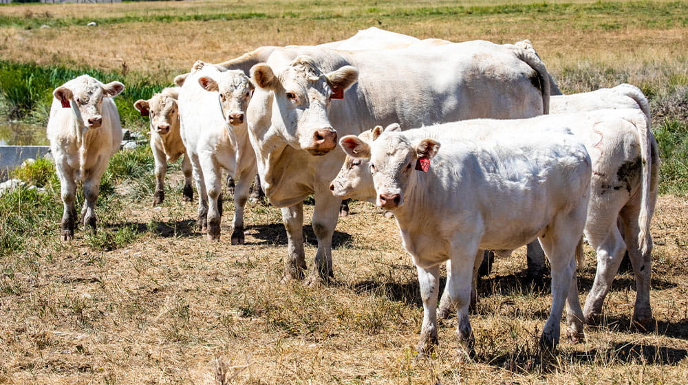 Herd of white beef cattle standing in a field