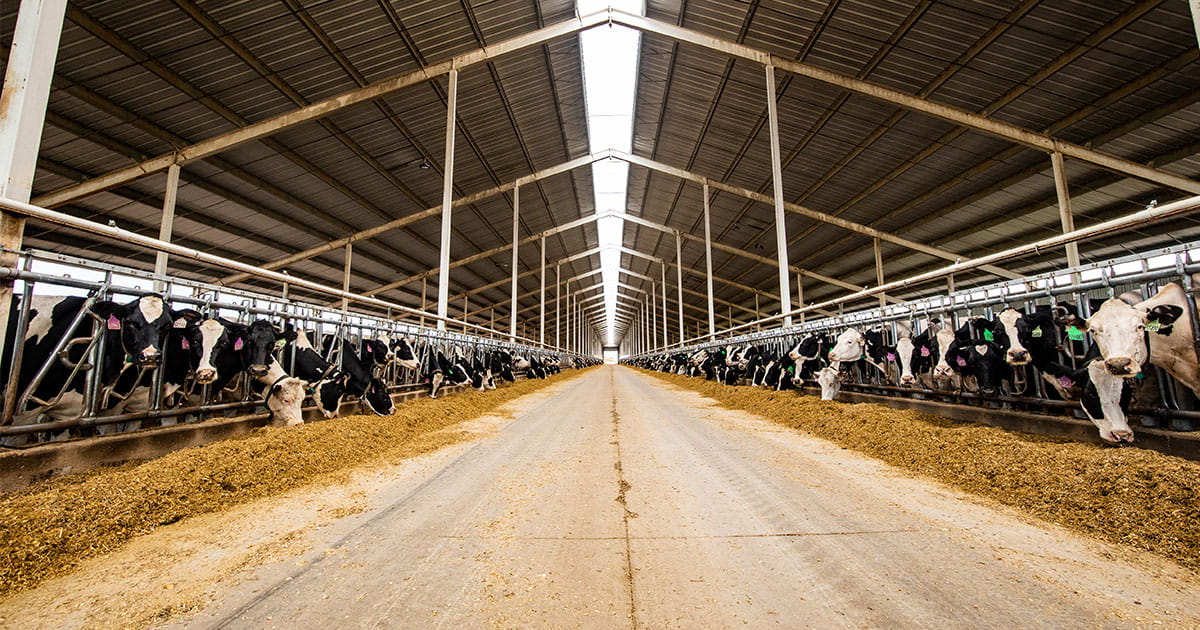 herd of dairy cattle in a barn