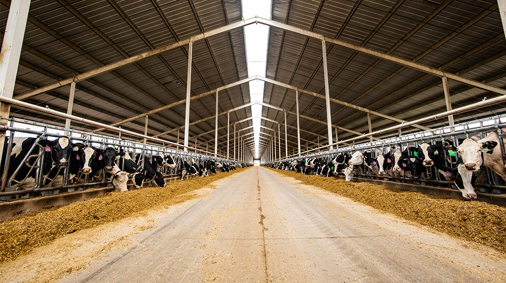 herd of dairy cattle in a barn