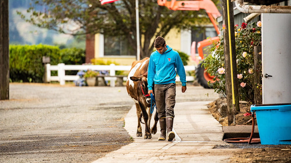 a guy walking a cow outside